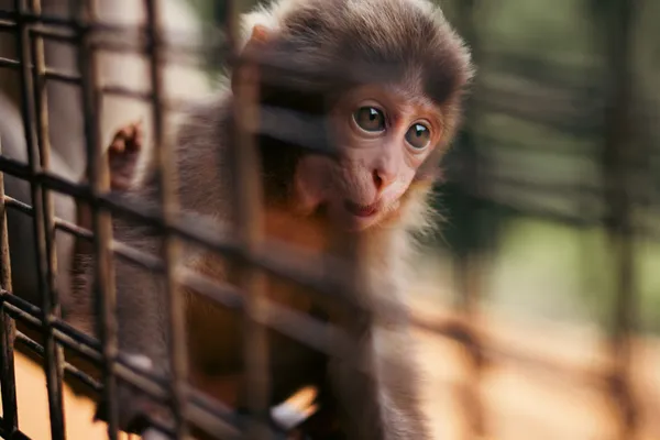 Baby Macaque 1