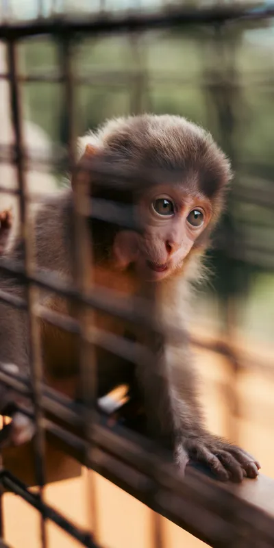 Baby Macaque 1