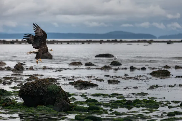 Bald Eagle Shore 1
