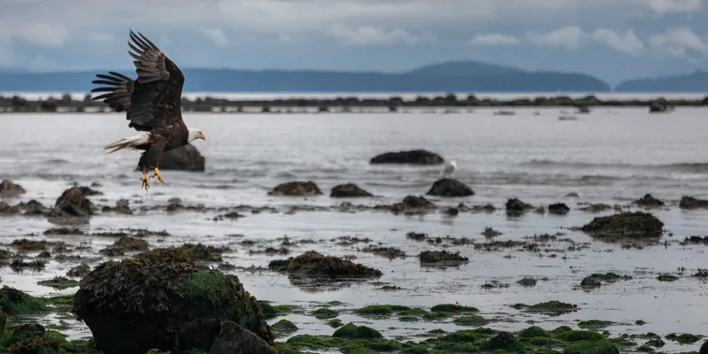 Bald Eagle Shore 1