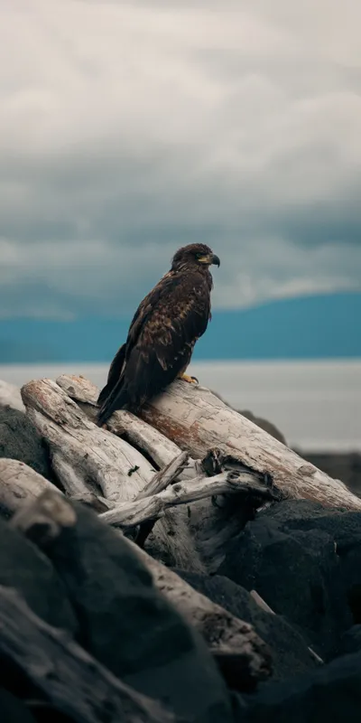 Bald Eagle Shore 2