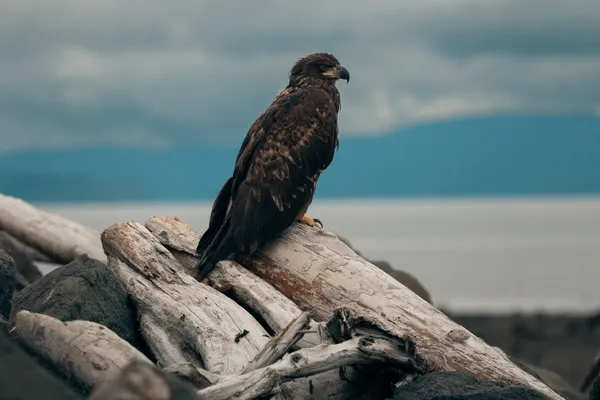 Bald Eagle Shore 2