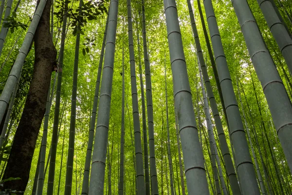 Bamboo Forest Canopy 1