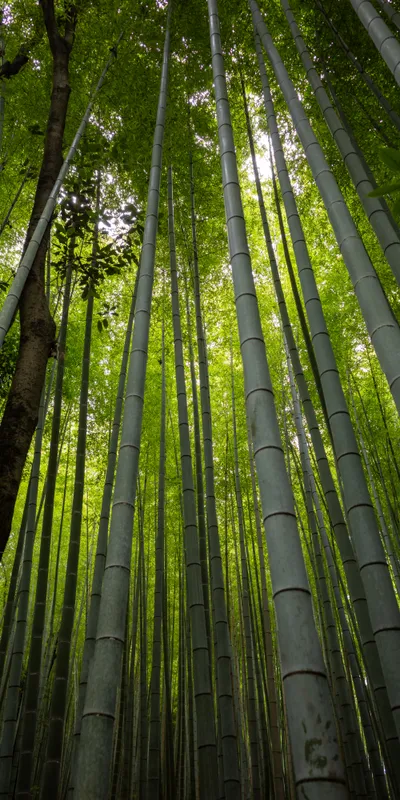 Bamboo Forest Canopy 1