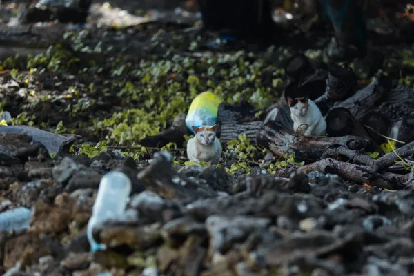 Beach Debris Figurines 1