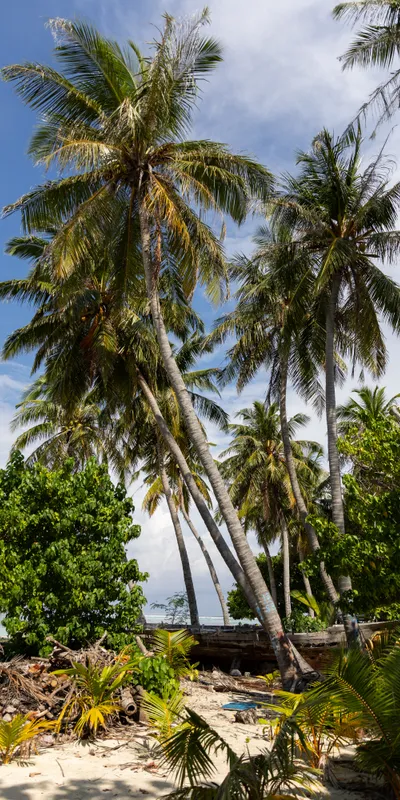 Beach Palm Trees 1