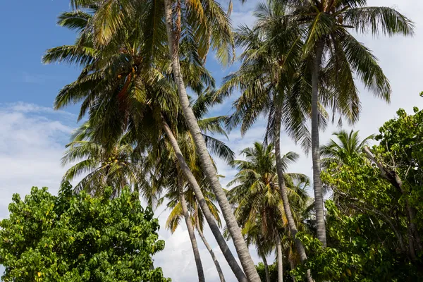 Beach Palm Trees 1