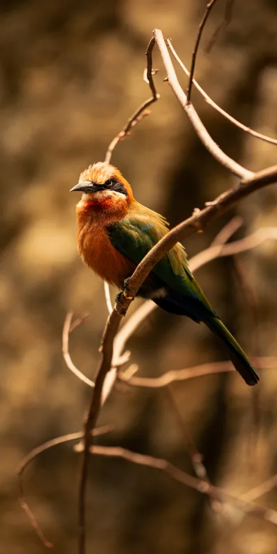 Bee Eater Branch 1