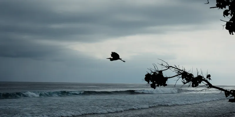 Bird Flight Stormy Beach 1