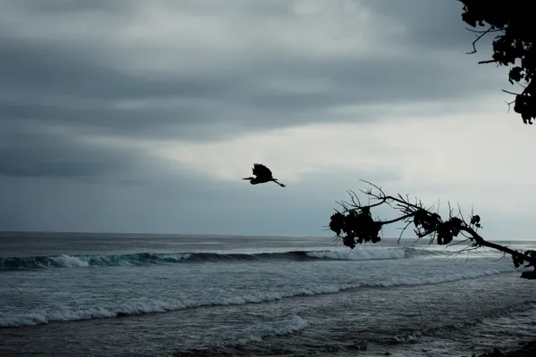 Bird Flight Stormy Beach 1