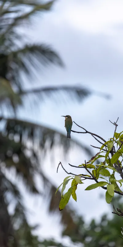 Bird On Branch 1