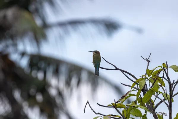 Bird On Branch 1