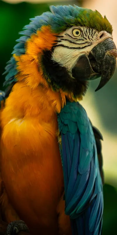 Blue Macaw Portrait 1