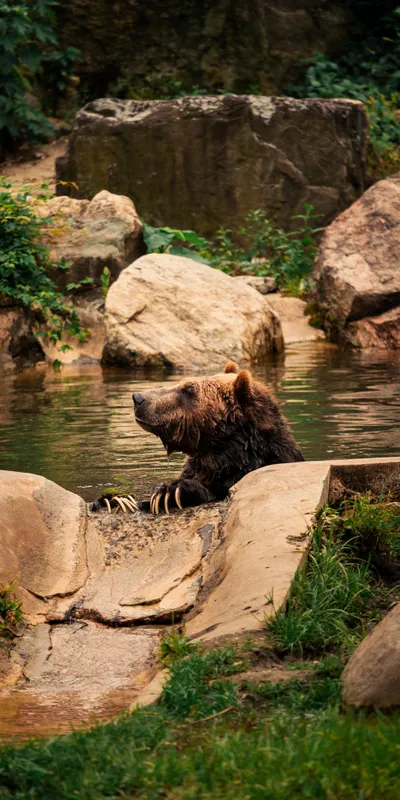 Brown Bear Pool 1