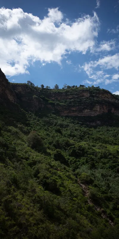 Canyon Cliffs Forest 1