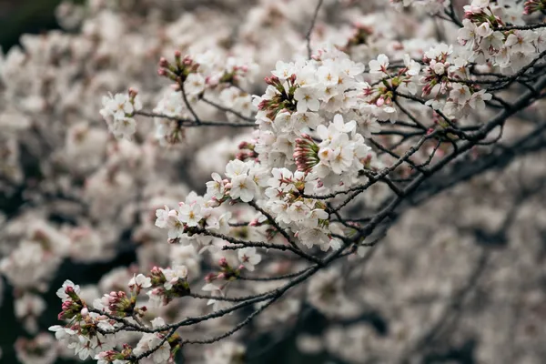 Cherry Blossom Close 1