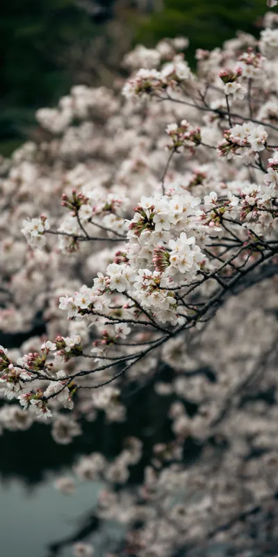 Cherry Blossom Close 1