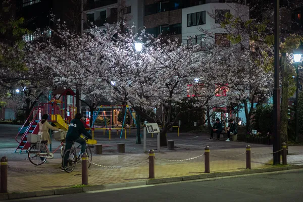 Cherry Blossom Cyclist Night 1