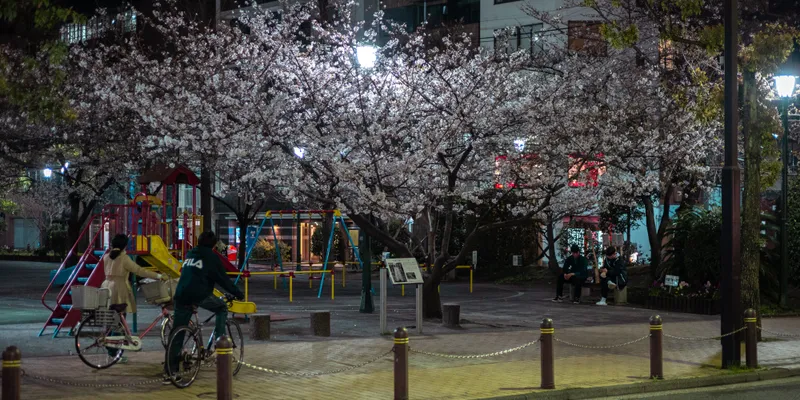 Cherry Blossom Cyclist Night 1