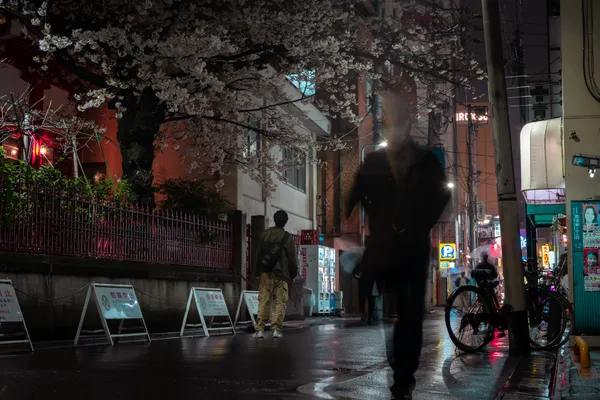 Cherry Blossom Night Rain 1