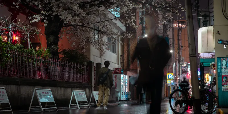 Cherry Blossom Night Rain 1