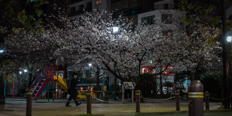 Cherry Blossom Park Night 1