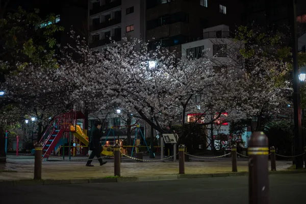 Cherry Blossom Park Night 1