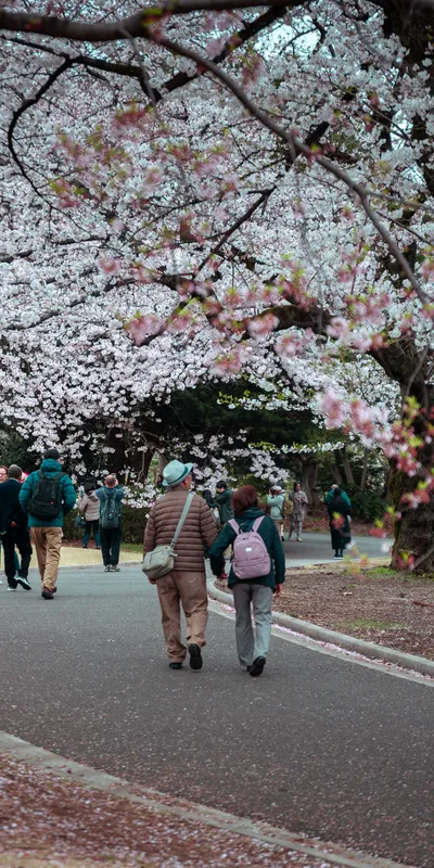 Cherry Blossom Path Couple 1