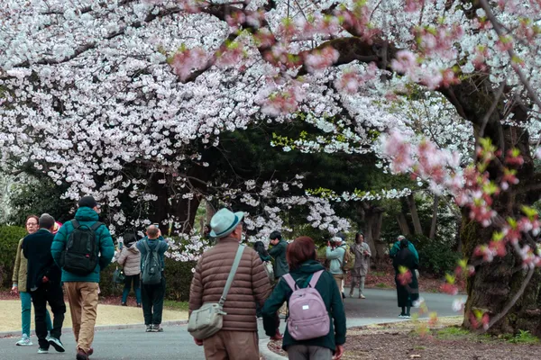 Cherry Blossom Path Couple 1