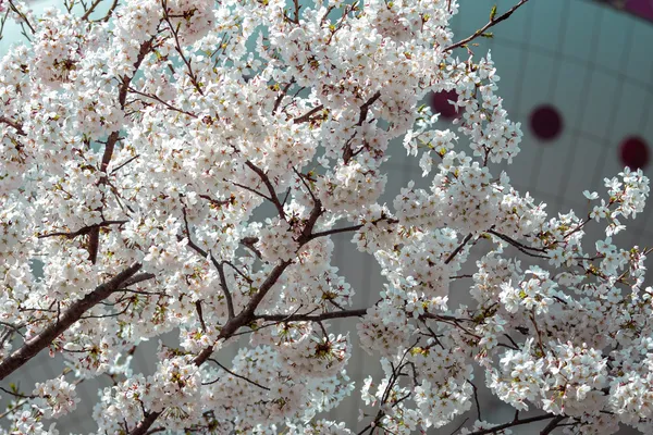 Cherry Blossom Pearl Tower 1