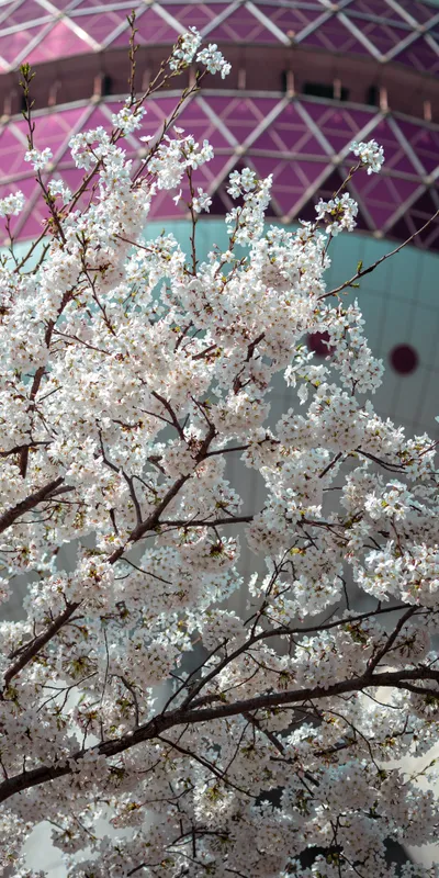 Cherry Blossom Pearl Tower 1