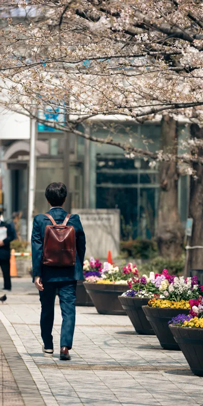 Cherry Blossom Walk 1