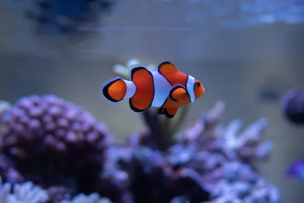 Clownfish Aquarium 1