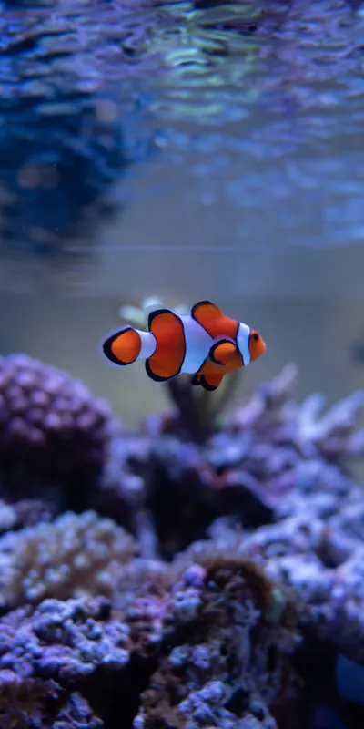 Clownfish Aquarium 1