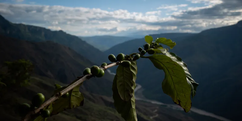 Coffee Plant Canyon 1