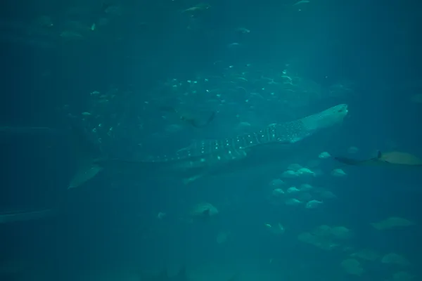 Dark Teal Underwater 1