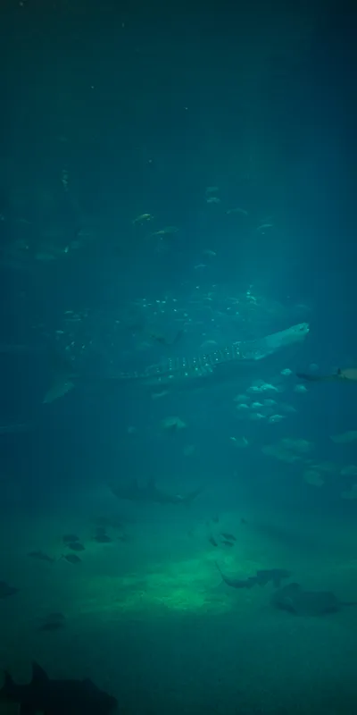 Dark Teal Underwater 1