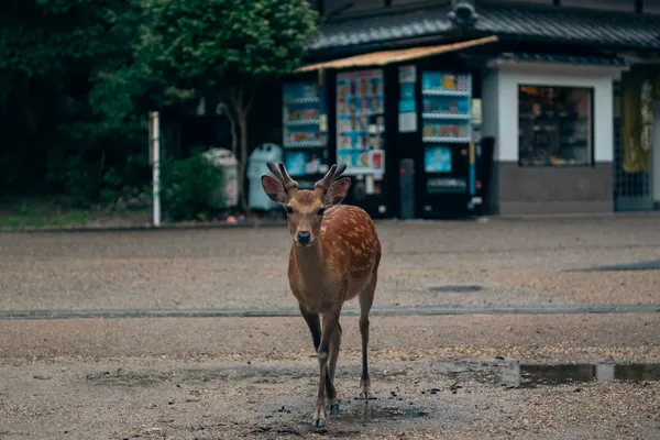 Deer By Shop 1