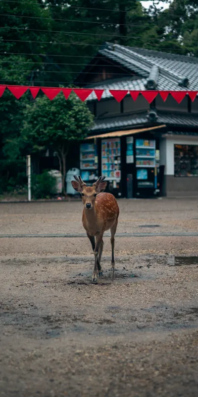 Deer By Shop 1