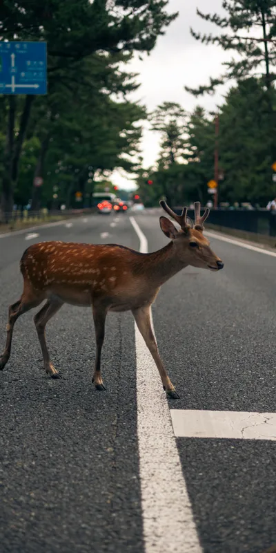 Deer Crossing Road 1