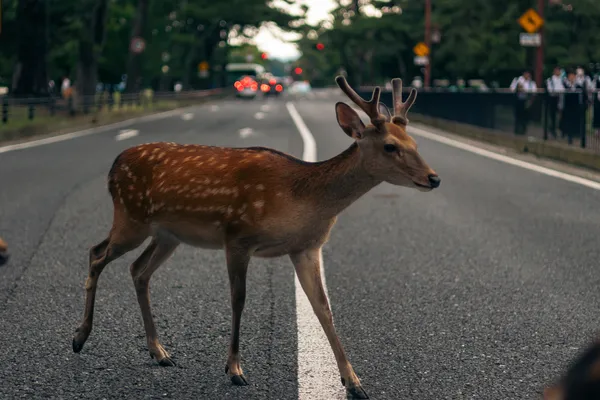 Deer Crossing Road 1