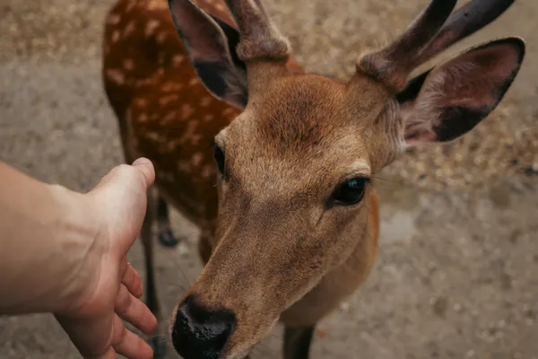 Deer Feeding Hand 1