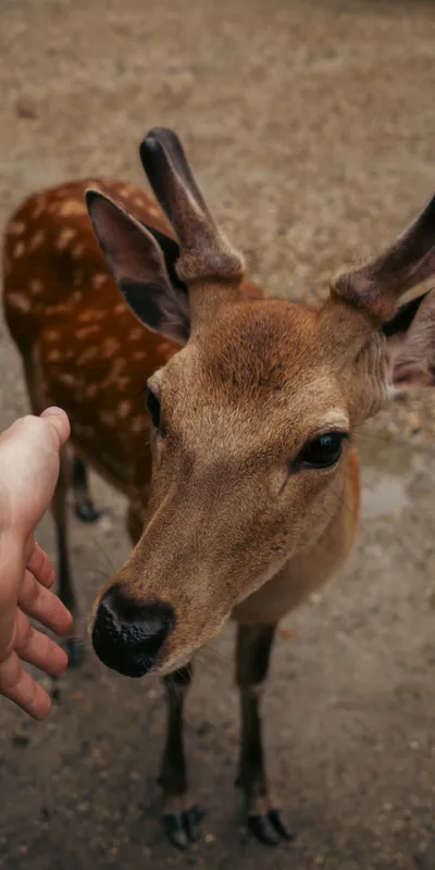 Deer Feeding Hand 1