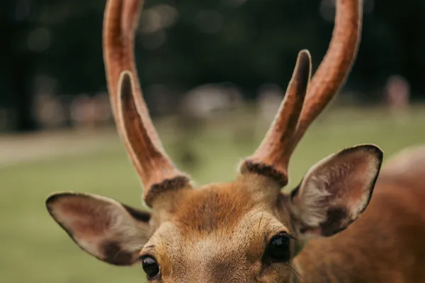 Deer Portrait 1