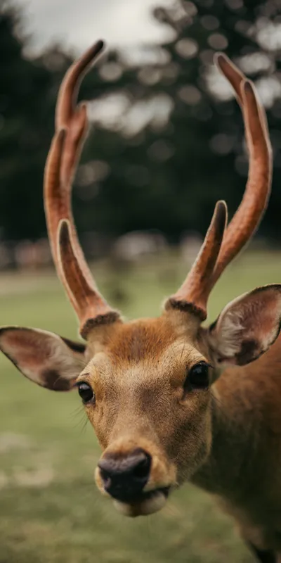 Deer Portrait 1