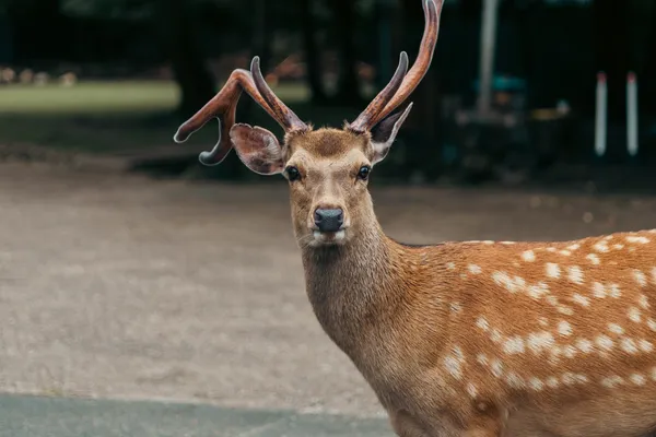 Deer Portrait 2