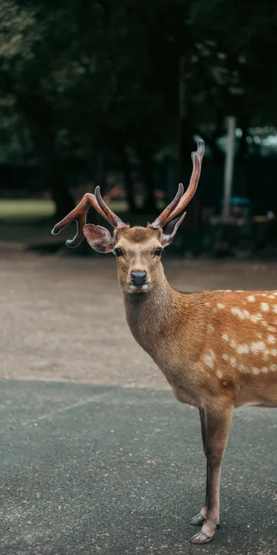 Deer Portrait 2