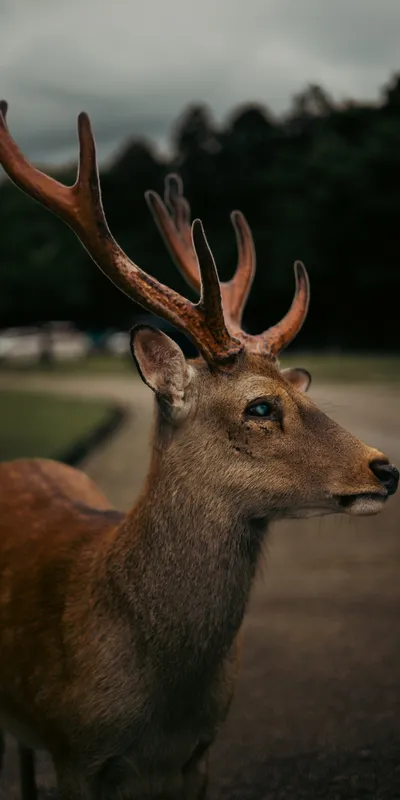 Deer Portrait 3
