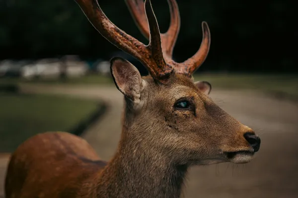Deer Portrait 3