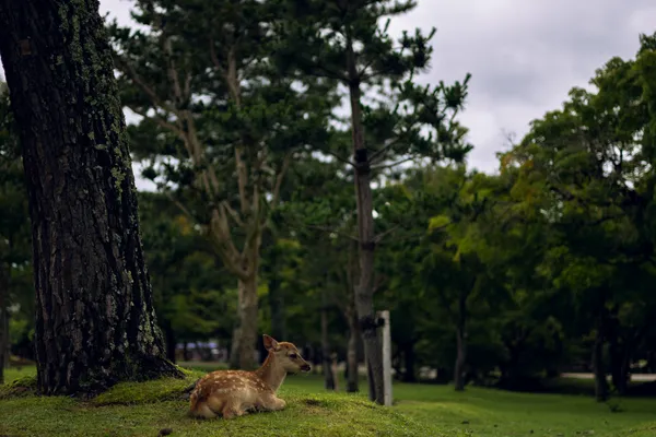 Deer Resting Park 1